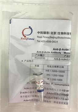 Anti-β-Actin抗体（鼠单抗）
