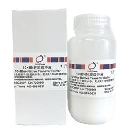 10×BN转膜缓冲液