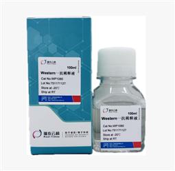 Western一抗稀释液