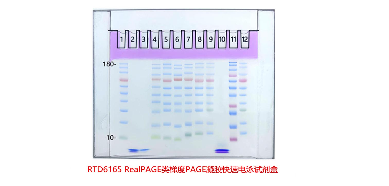 RealPAGE类梯度PAGE凝胶快速电泳试剂盒