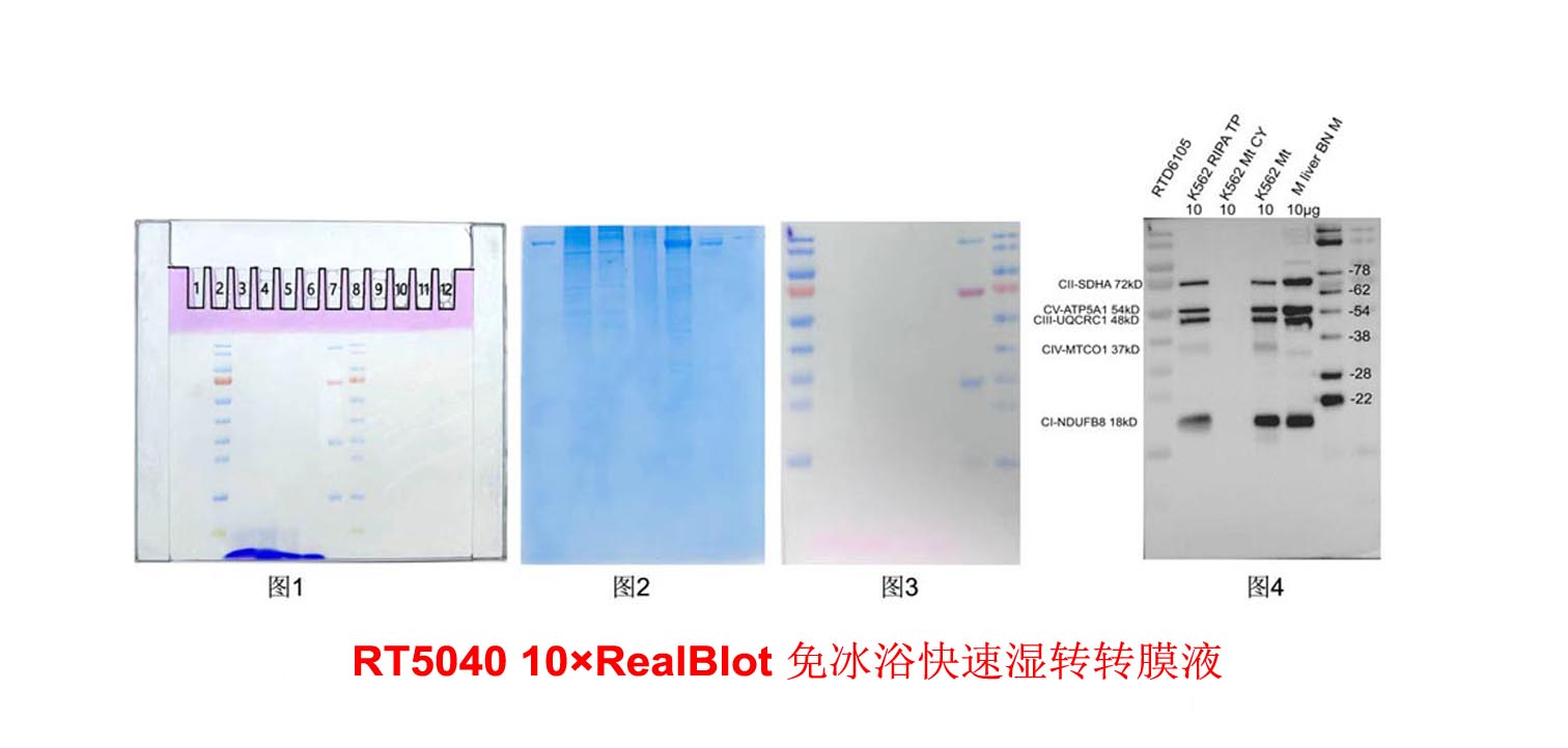 10×RealBlot 免冰浴快速湿转转膜液
