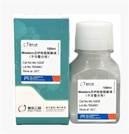 Western及IP细胞裂解液（不含螯合剂） 100ml