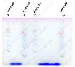 三色预染宽分子量蛋白Marker（Phos-tag专用）